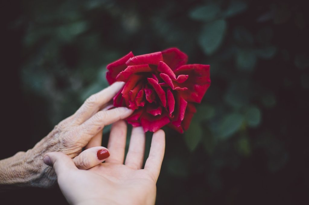 flower, red, petal-2577944.jpg