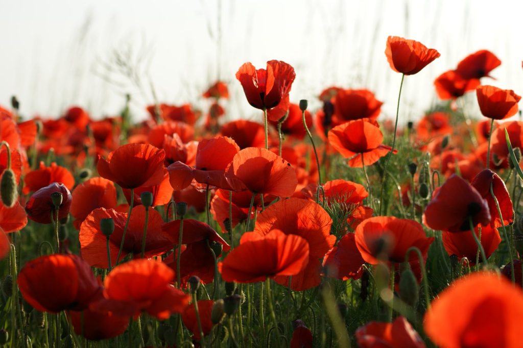 poppies, meadow, poppy