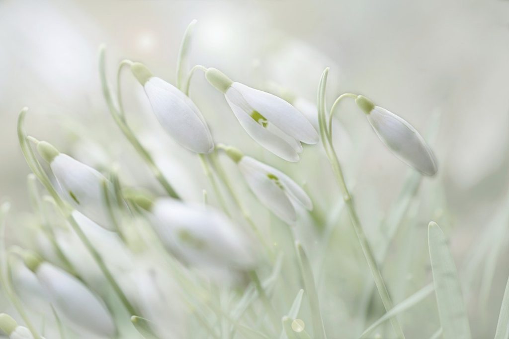 snowdrop, early bloomer, spring flower