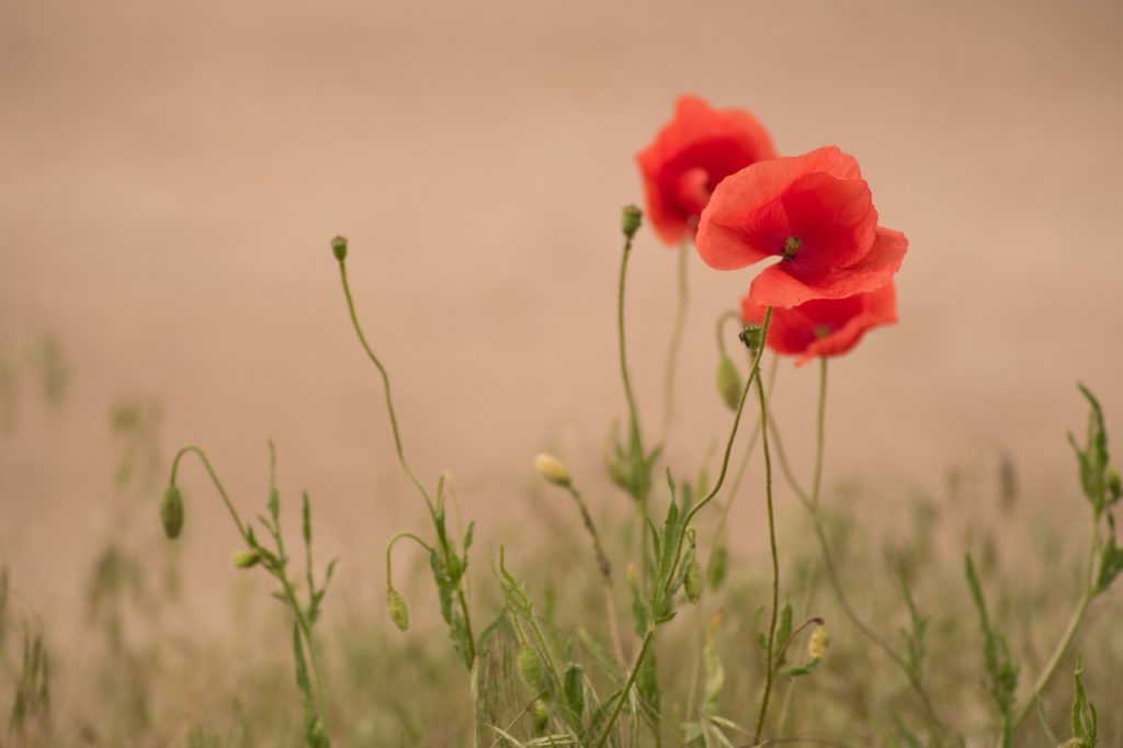 poppy, flower, nature-5261596.jpg