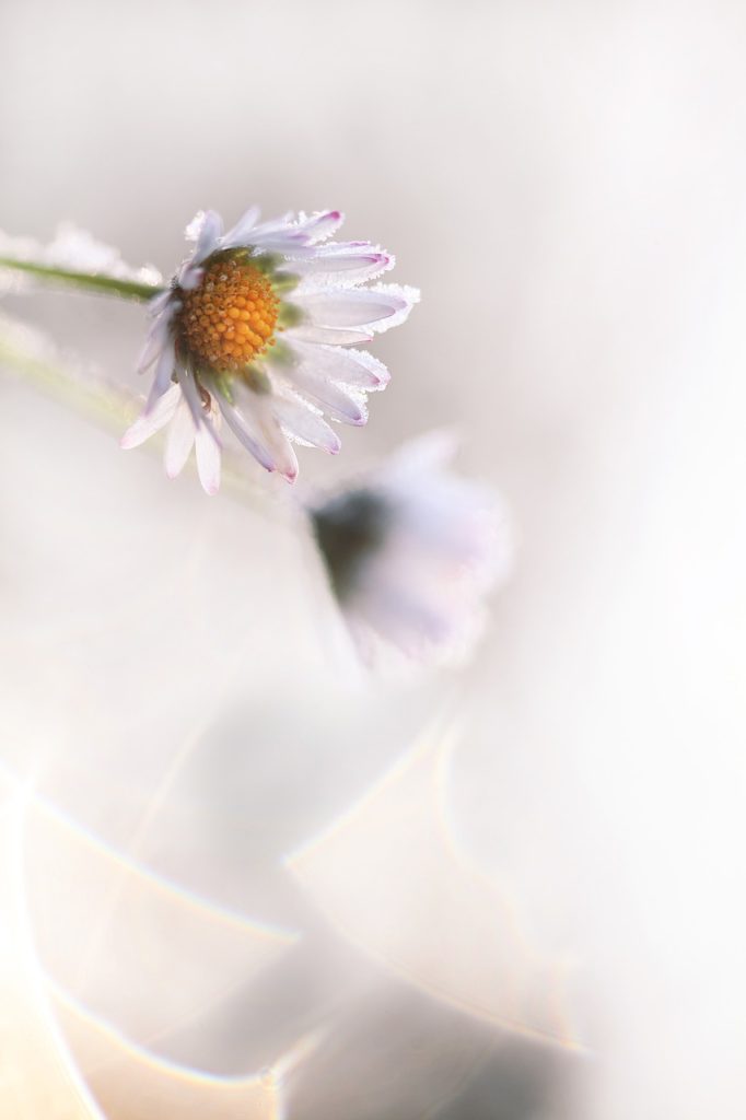 daisy, flower, winter-2571781.jpg