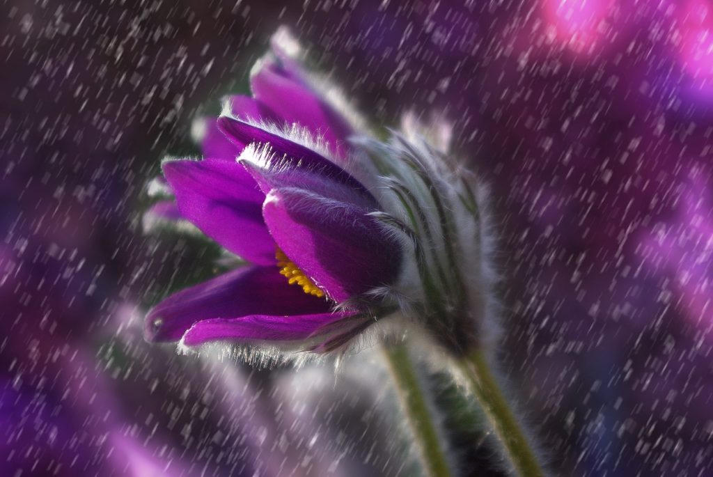 pasque flower, flower, rain-1331790.jpg