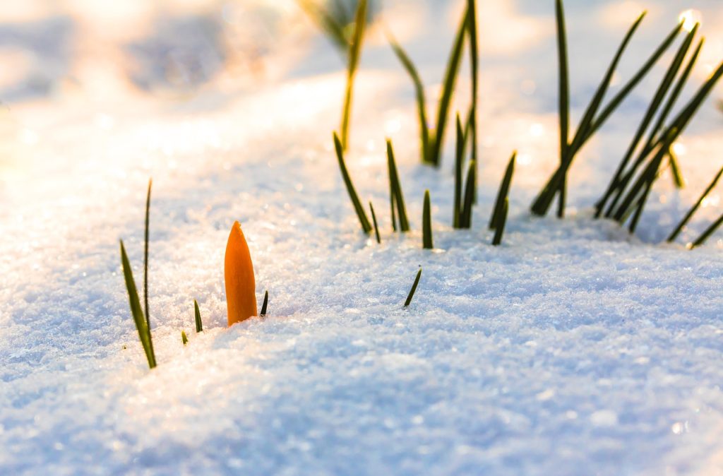 spring awakening, crocus, flower-3132154.jpg