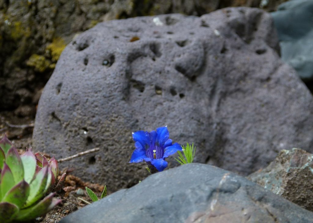 volcanic, rock, blue enzian-116120.jpg