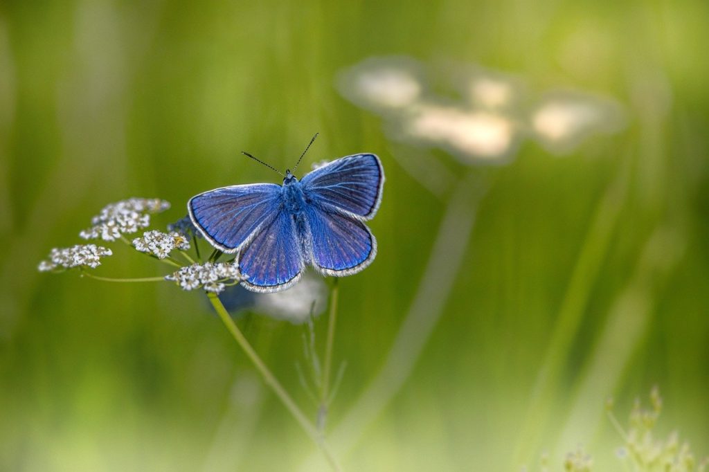 mazarine blue, butterfly, flower-6405362.jpg