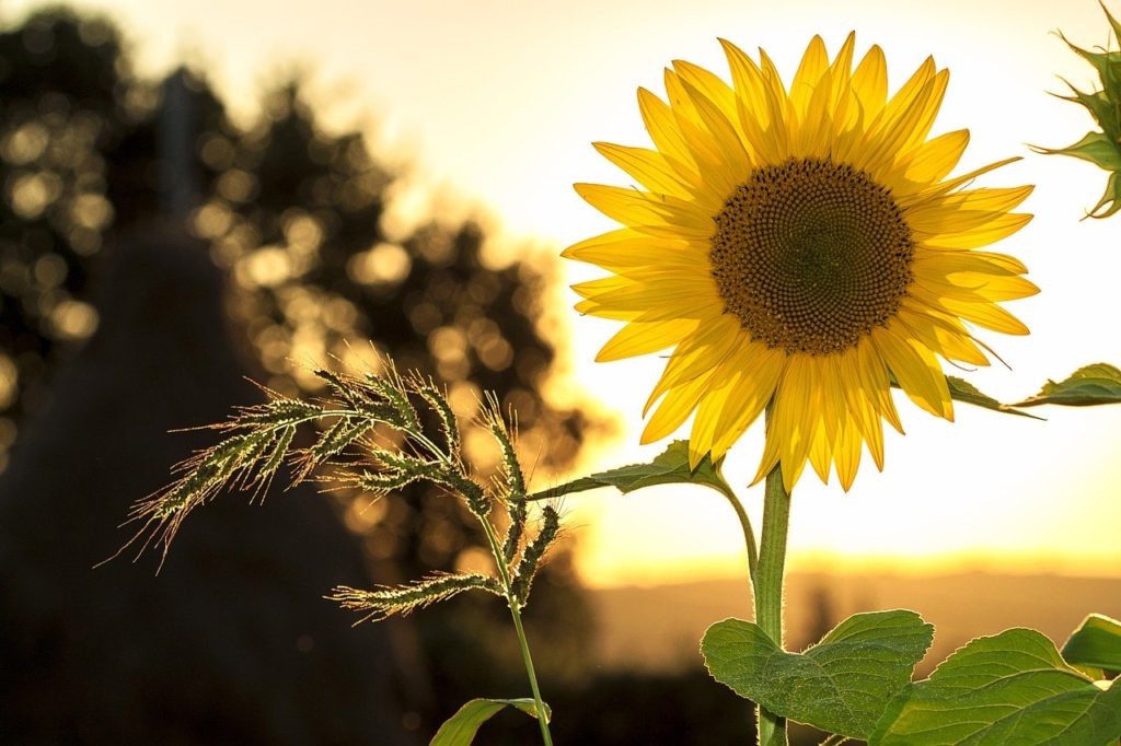 sunflower, flower, plant-1127174.jpg