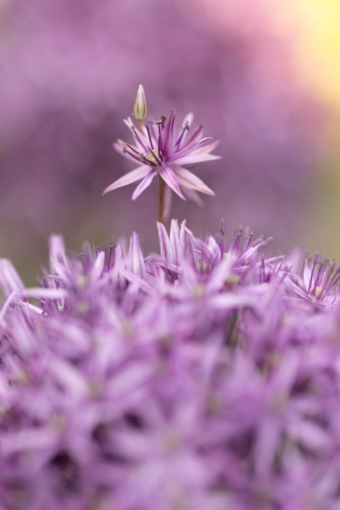 allium, flower, plant-7252980.jpg