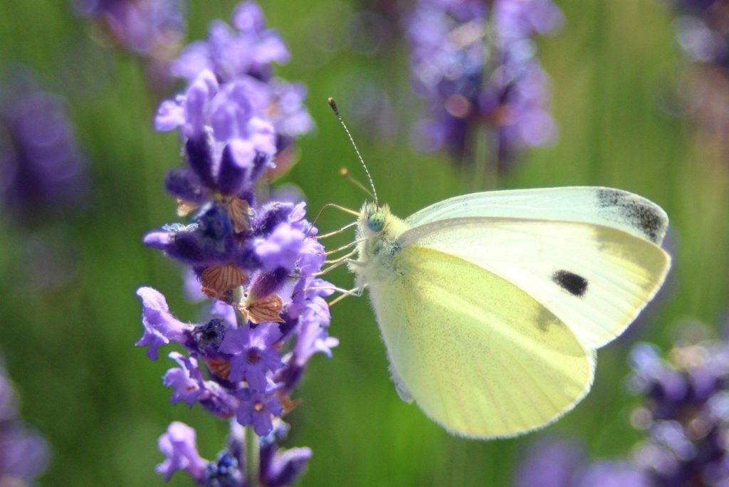 butterfly, nature, purple flower-7270517.jpg