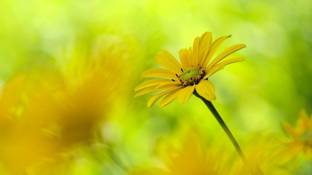 sun eyes, heliopsis, blossom-7303120.jpg