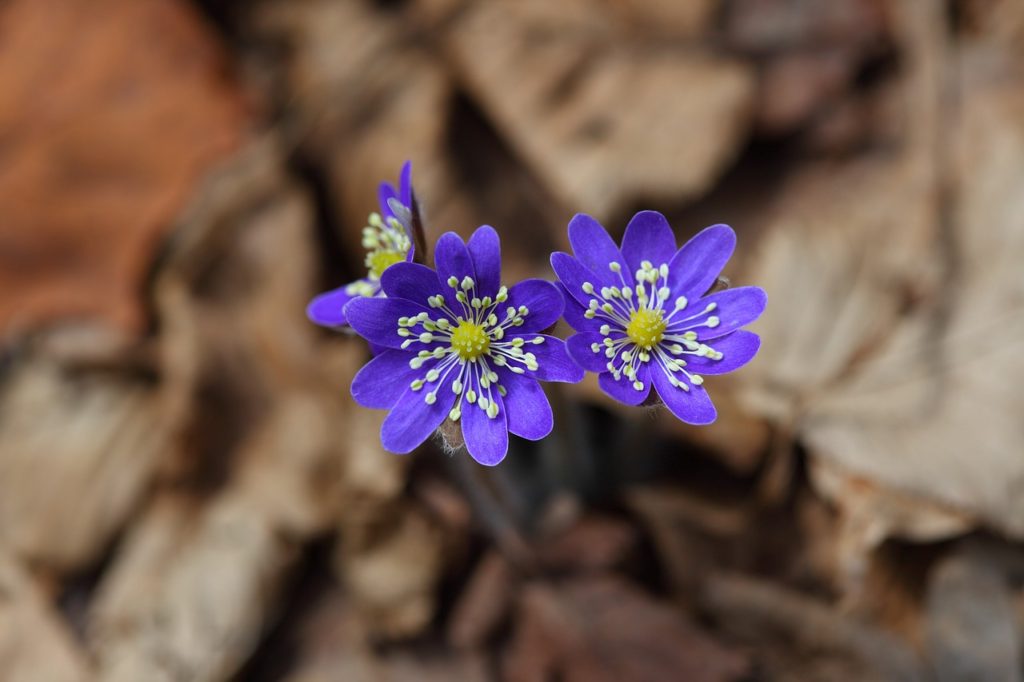 liverwort, wildflower, flowers-3159876.jpg