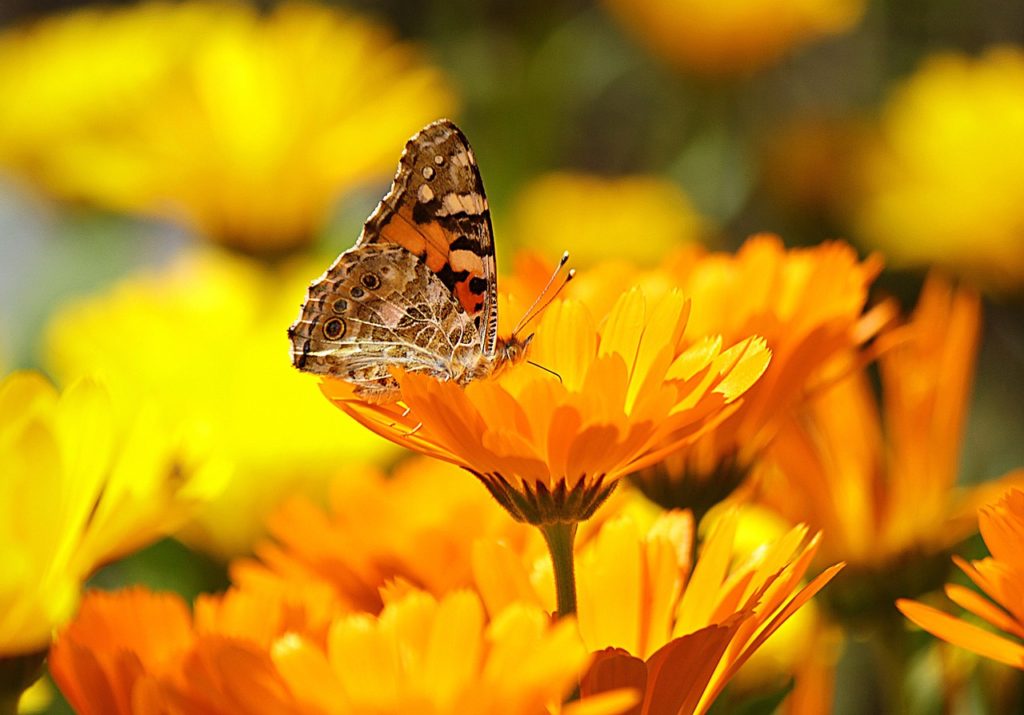 butterfly, insect, flower-196745.jpg