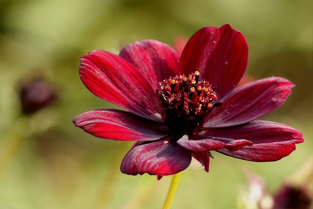 chocolate flower, fall, park-634410.jpg