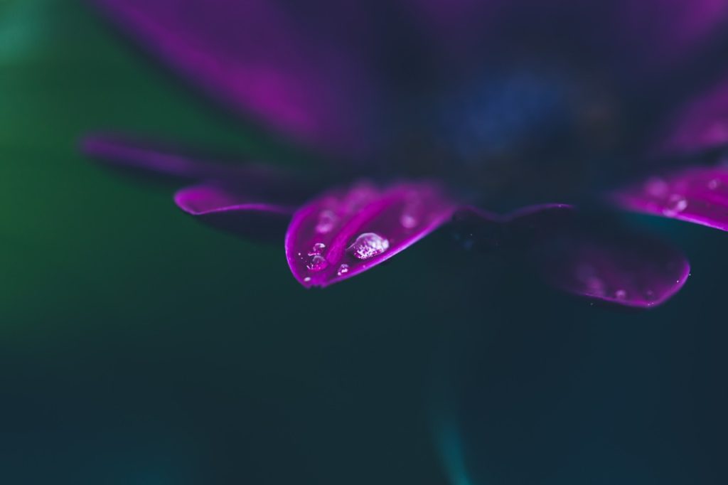 raindrop, rain, drop-7193181.jpg