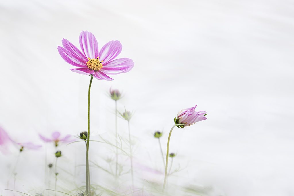 flower, cosmos, wild flower-7540214.jpg