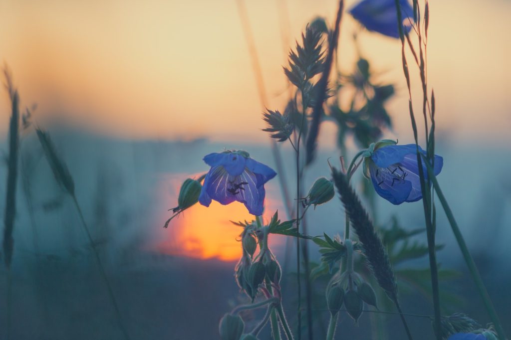 meadow, sunset, nature-811339.jpg