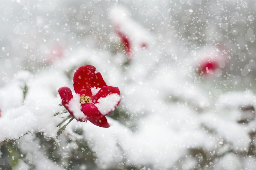 red rose, snow, winter-1056852.jpg