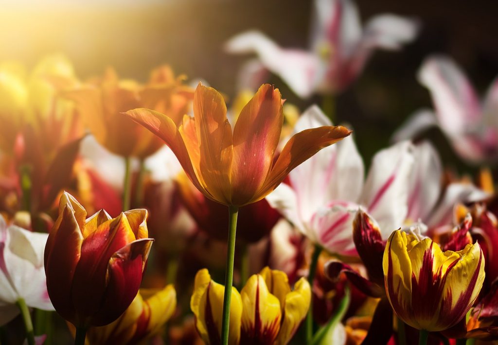 tulips, flowers, flower bed-4933492.jpg