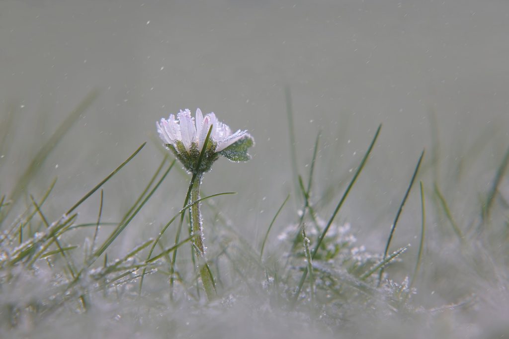 daisy, frost, winter-7614503.jpg