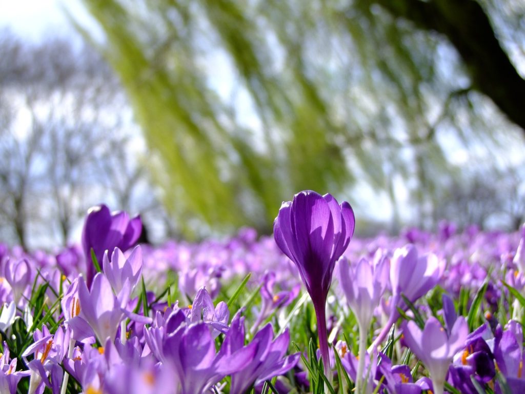 flowers, crocus, field-190866.jpg