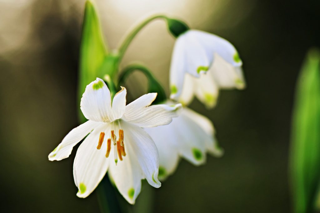 snowdrop, flower, pistil-4065451.jpg