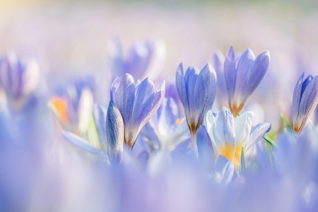 crocuses, flowers, plants-7837426.jpg