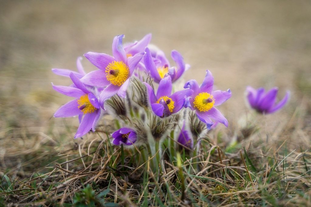 flower, cow bells, nature-7870537.jpg