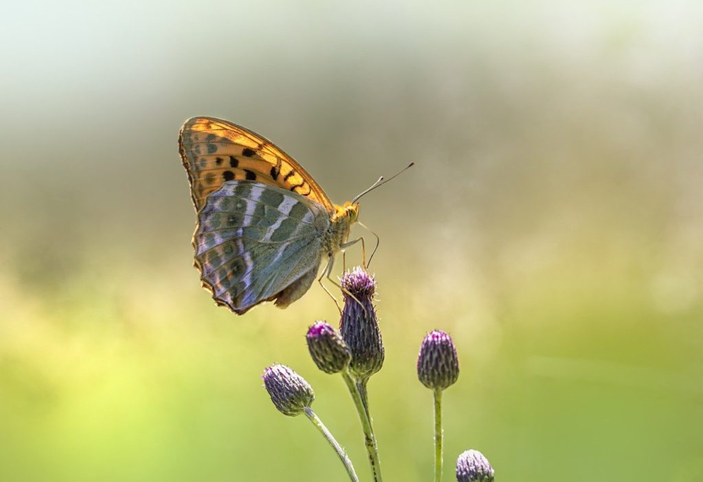 silver-washed fritillary, butterfly, insect-7861418.jpg