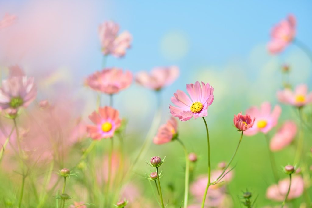 cosmos, flowers, pink flowers-2837468.jpg