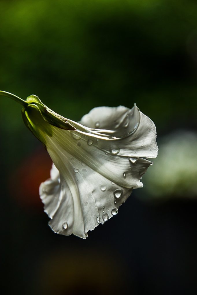 flower, weeds, bindweed-861745.jpg