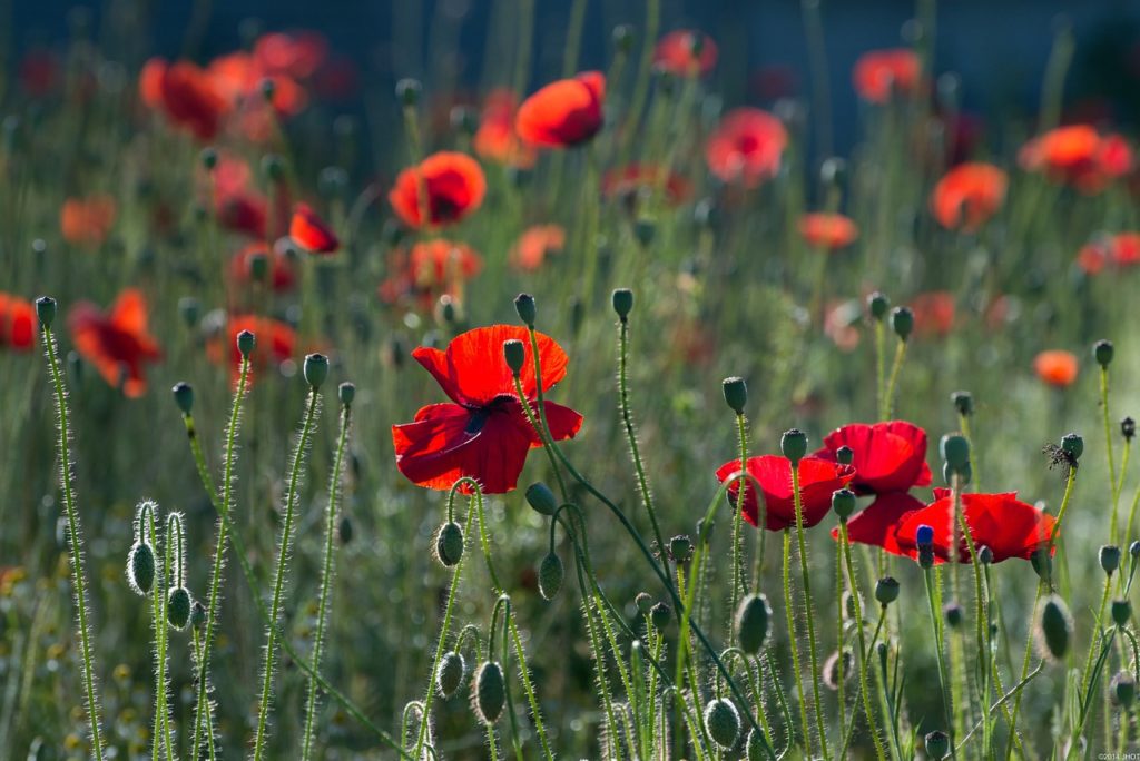 poppies, flowers, buds-384926.jpg