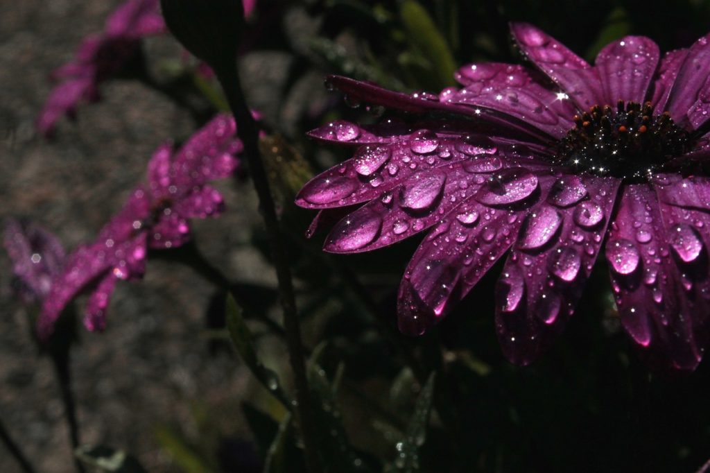 rain, purple, flower-2977548.jpg