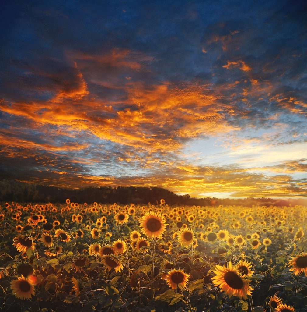 sunflower field, landscape, scene-730446.jpg