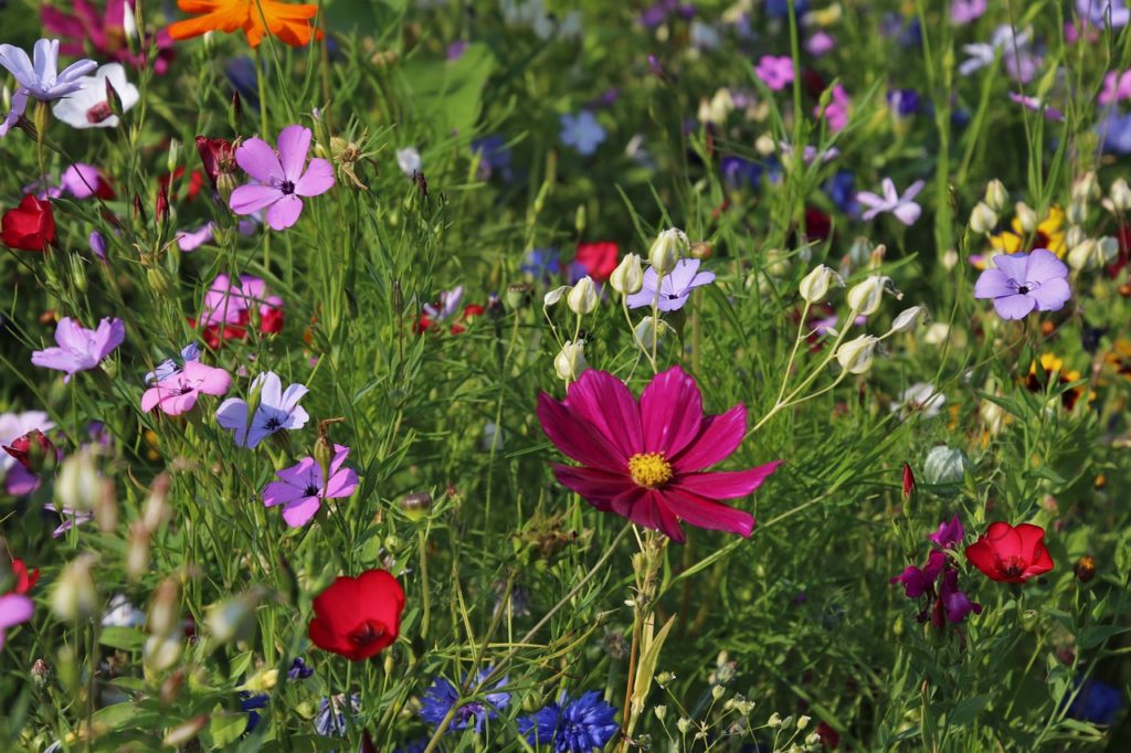 flowers, meadow, nature-3571119.jpg