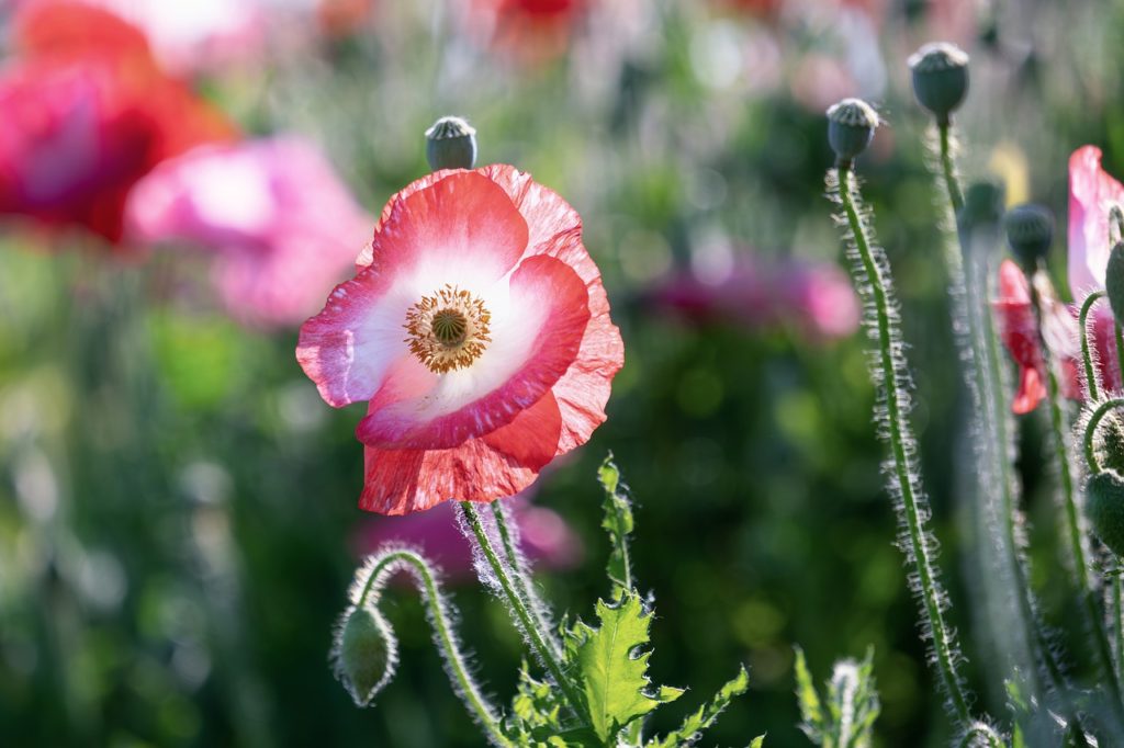 poppies, wild flowers, blossom-8031678.jpg