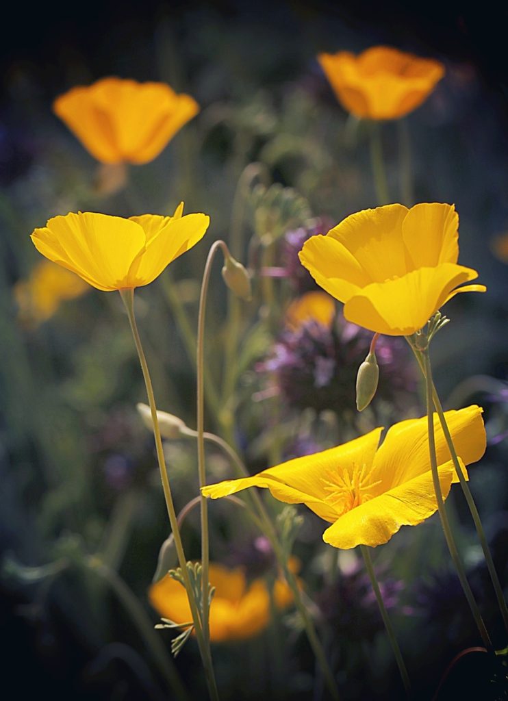 poppies, wildflowers, flower wallpaper-4076324.jpg