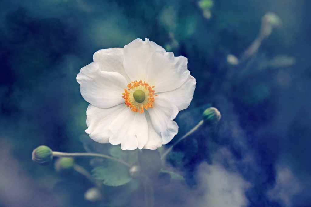 anemone, flower, white flower-3616880.jpg