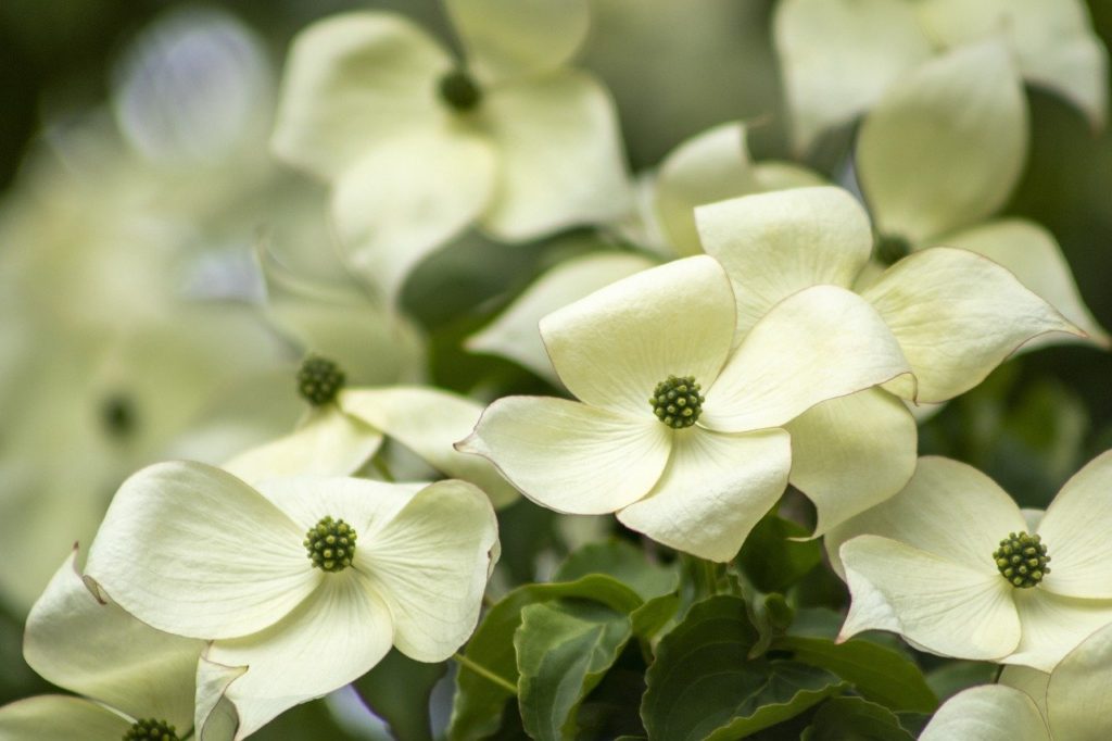 dogwood, flowers, tree-8067010.jpg