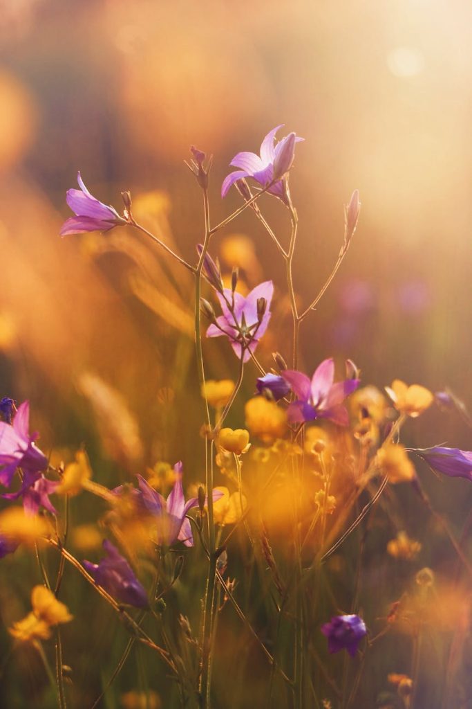 selective focus photo of purple flowers