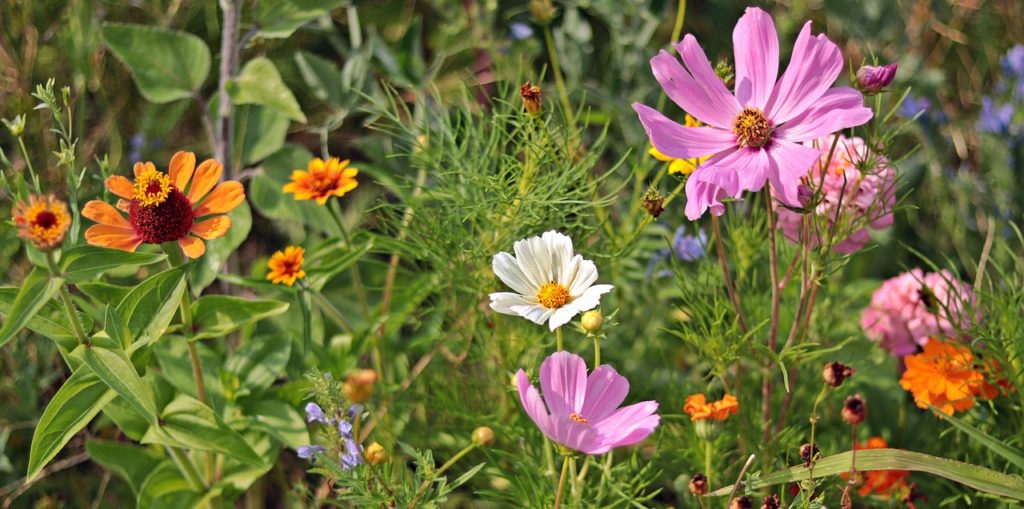 wildflowers, meadow, flower background-3592934.jpg