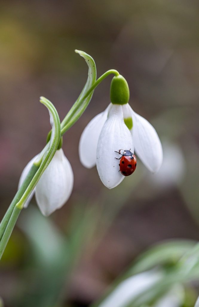 flower, flower background, ladybug-7696955.jpg