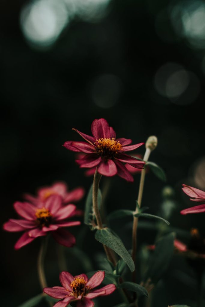 close up photo of purple flowers