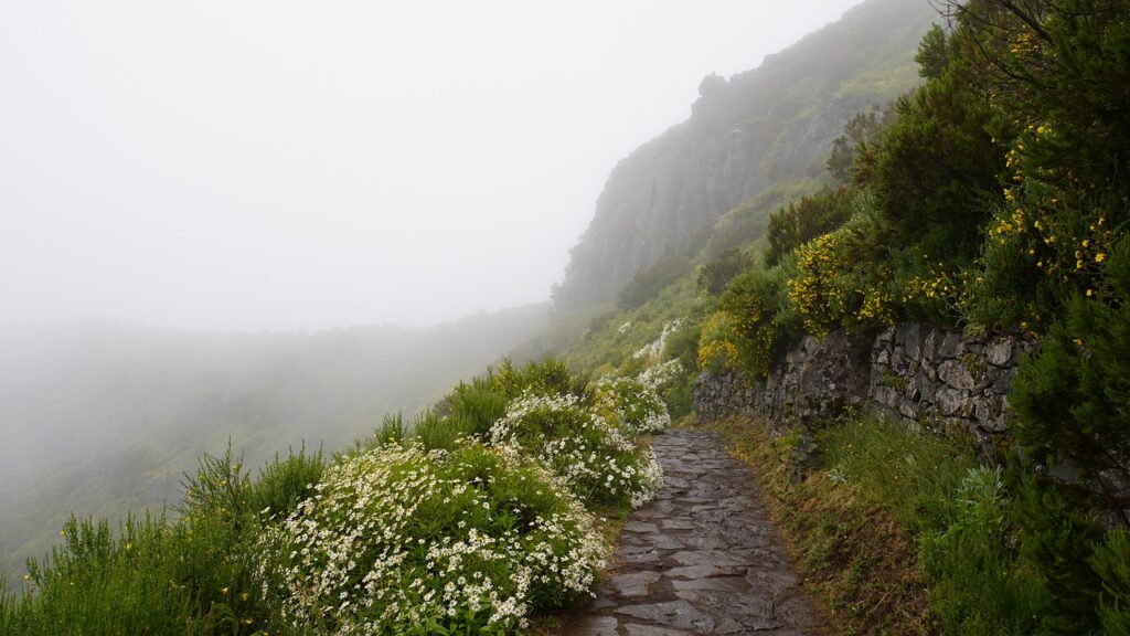 madeira, pico ruivo, flower background-7293291.jpg