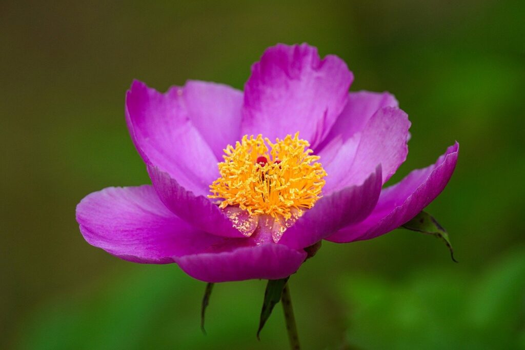 peony, flower, beautiful-8166078.jpg