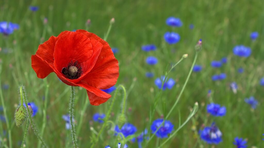 poppy, flower, flower wallpaper-50590.jpg