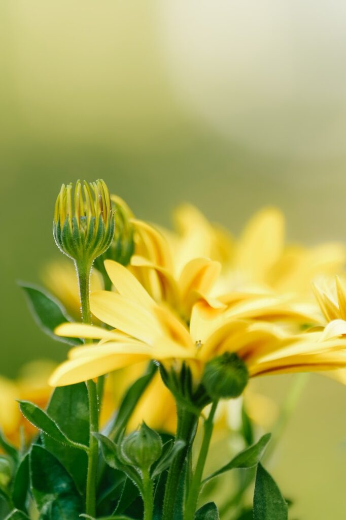 flower, marguerite, bud-7192379.jpg