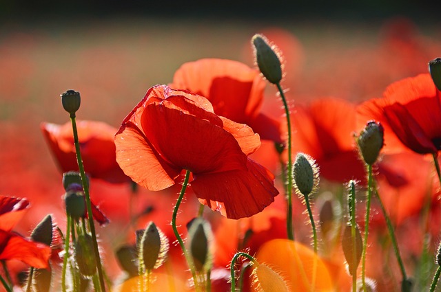 poppies, beautiful flowers, flowers, buds, red poppies, red flowers, flower background, petals, red petals, bloom, flower wallpaper, blossom, flora, nature