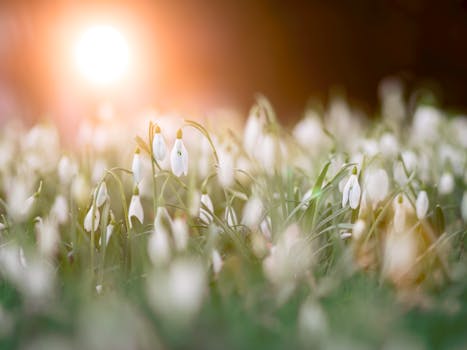 A serene field of snowdrops with the warm glow of sunrise, capturing the essence of spring in nature.