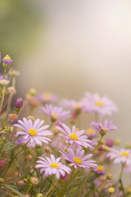 flowers, flower wallpaper, daisies, pink flowers, petals, bloom, flower background, blossom, flora, plant, beautiful flowers, nature