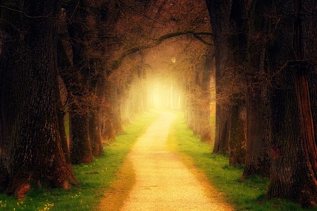 tree, forest, path, light, forest path, avenue, nature, trail, fog, haze, tree trunk, mood, mystical, romantic, landscape, fall, magic, forest, forest, path, path, path, path, light, light, light, light, light, romantic, fall, magic, magic, magic