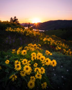 Beautiful sunrise over a field of sunflowers in Hood River, Oregon.